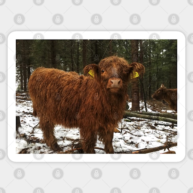 Scottish Highland Cattle Calf 1858 Sticker by SaarelaHighland